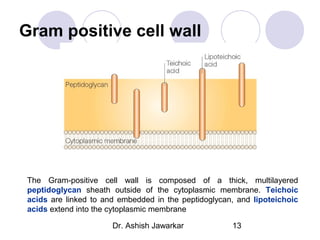 Gram positive cell wall

The Gram-positive cell wall is composed of a thick, multilayered
peptidoglycan sheath outside of the cytoplasmic membrane. Teichoic
acids are linked to and embedded in the peptidoglycan, and lipoteichoic
acids extend into the cytoplasmic membrane
Dr. Ashish Jawarkar

13

 