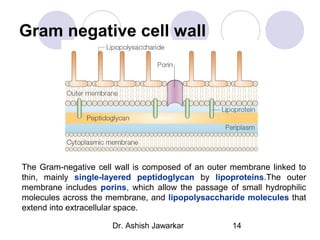 Gram negative cell wall

The Gram-negative cell wall is composed of an outer membrane linked to
thin, mainly single-layered peptidoglycan by lipoproteins.The outer
membrane includes porins, which allow the passage of small hydrophilic
molecules across the membrane, and lipopolysaccharide molecules that
extend into extracellular space.
Dr. Ashish Jawarkar

14

 