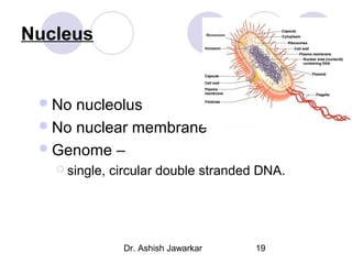Nucleus

 No

nucleolus
 No nuclear membrane
 Genome –
 single,

circular double stranded DNA.

Dr. Ashish Jawarkar

19

 