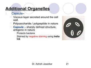Additional Organelles
2.

Capsule–




Viscous layer secreted around the cell
wall.
Polysaccharide / polypeptide in nature
Capsule – sharply defined structure,
antigenic in nature
•
•

Protects bacteria
Stained by negative staining using India
Ink

Dr. Ashish Jawarkar

21

 
