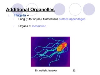 Additional Organelles
3.

Flagella –


Long (3 to 12 µm), filamentous surface appendages



Organs of locomotion

Dr. Ashish Jawarkar

22

 