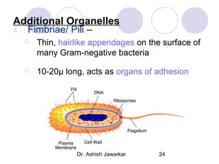 Additional Organelles
4.

Fimbriae/ Pili –



Thin, hairlike appendages on the surface of
many Gram-negative bacteria



10-20µ long, acts as organs of adhesion

Dr. Ashish Jawarkar

24

 