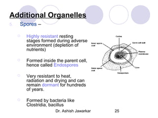 Additional Organelles
5.

Spores –


Highly resistant resting
stages formed during adverse
environment (depletion of
nutrients)



Formed inside the parent cell,
hence called Endospores



Very resistant to heat,
radiation and drying and can
remain dormant for hundreds
of years.



Formed by bacteria like
Clostridia, bacillus
Dr. Ashish Jawarkar

25

 