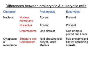 Differences between prokaryotic & eukaryotic cells
Character

Eukaryotes

Nuclear
membrane

Absent

Present

Nucleolus

Absent

Present

Chromosome

Nucleus

Prokaryotes

One circular

One or more
paired and linear

fluid phospholipid
bilayer, lacks
sterols

fluid phospholipid
bilayer containing
sterols

Cytoplasmi Structure and
c
Composition
membrane

 
