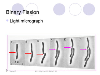 Binary Fission
 Light

07.09.08

micrograph

Dr. Ashish Jawarkar

 