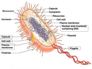 Anatomy of a Bacterial Cell

Dr. Ashish Jawarkar

8

 