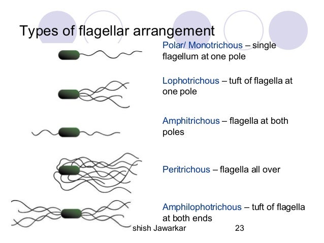 bacterial morphology and classification
