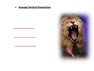  Average Vertical Proportions
 
