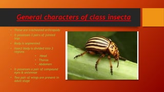 Class insecta | PPTX