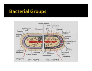 Class introduction to chemoTHERAPY | PDF