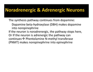 The synthesis pathway continues from dopamine:
Dopamine beta-hydroxylase (DBH) makes dopamine
into norepinephrine
If the neuron is noradrenergic, the pathway stops here,
Or If the neuron is adrenergic the pathway can
continues Phentolamine N-methyl transferase
(PNMT) makes norepinephrine into epinephrine
 