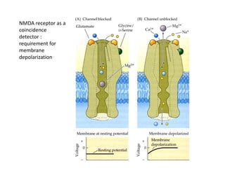 NMDA receptor as a
coincidence
detector :
requirement for
membrane
depolarization
 