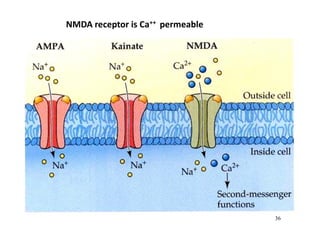 36
NMDA receptor is Ca++ permeable
 