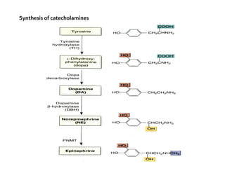 Catecholamine synthesisSynthesis of catecholamines
 