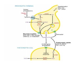 The nigrostriatal pathway (substantia nigra to striatum)
extrapyramidal motor control coordination of
voluntary movement
...