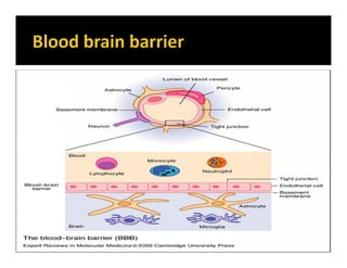 The BBB can be broken down by:
Hypertension (high blood pressure): high blood
pressure opens the BBB
Development: the BBB ...