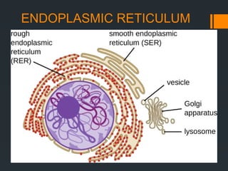 ENDOPLASMIC RETICULUM
 