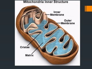 CLASS IX THE CELL.pptx for exam preparation.