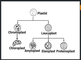CLASS IX THE CELL.pptx for exam preparation.