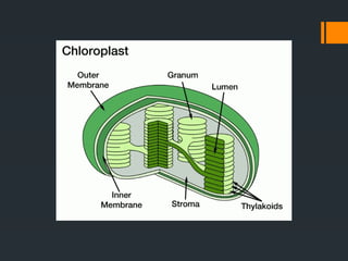 CLASS IX THE CELL.pptx for exam preparation.