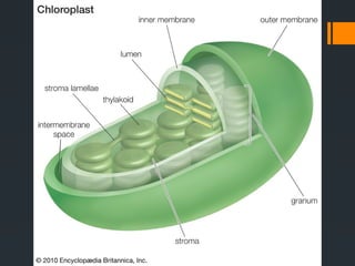 CLASS IX THE CELL.pptx for exam preparation.