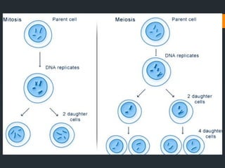 CLASS IX THE CELL.pptx for exam preparation.
