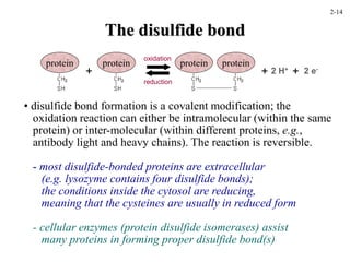 The disulfide bond
protein protein
+
protein protein
• disulfide bond formation is a covalent modification; the
oxidation reaction can either be intramolecular (within the same
protein) or inter-molecular (within different proteins, e.g.,
antibody light and heavy chains). The reaction is reversible.
- most disulfide-bonded proteins are extracellular
(e.g. lysozyme contains four disulfide bonds);
the conditions inside the cytosol are reducing,
meaning that the cysteines are usually in reduced form
- cellular enzymes (protein disulfide isomerases) assist
many proteins in forming proper disulfide bond(s)
oxidation
reduction
+ 2 H+
+ 2 e-
2-14
 