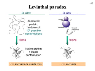 Levinthal paradox
folding
denatured
protein:
random coil
106 possible
conformations
Native protein
1 stable
conformation
in vitro in vivo
folding
t = seconds
t = seconds or much less
2-17
 