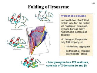 Folding of lysozyme
• hen lysozyme has 129 residues,
consists of 2 domains (α and β)
hydrophobic collapse
- upon dilution of unfolded
protein in buffer, the protein
will ‘collapse’ onto itself,
trying to bury as many
hydrophobic surfaces as
possible
- in doing so, the protein
may fold properly, or:
- misfold and aggregate
- go through a ‘trapped
intermediate’ stage
2-19
 