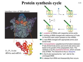 Protein synthesis cycle
interface view of 50S subunit
E-, P-, A-site
tRNAs and mRNA
1. acylation of tRNAs with respective amino acids
2. binding of tRNA charged with methionine to P-site
on the AUG start codon (present on the mRNA)
3. next tRNA charged with appropriate amino acid
binds A-site
4. transpeptidation (peptide bond formation) between
P-site (N-terminal) amino acid and A-site amino acid
leads to the growth of the polypeptide chain. The
catalysis is by the peptidyltransferase, which consists
only of RNA. The ribosome is thus a ribozyme.
5. the E-site represents the ‘exit’ site for the
uncharged tRNA
6. release from tRNA and disassembly then occurs
2-21
 