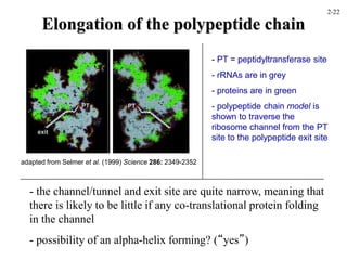 Elongation of the polypeptide chain
adapted from Selmer et al. (1999) Science 286: 2349-2352
- PT = peptidyltransferase site
- rRNAs are in grey
- proteins are in green
- polypeptide chain model is
shown to traverse the
ribosome channel from the PT
site to the polypeptide exit site
- the channel/tunnel and exit site are quite narrow, meaning that
there is likely to be little if any co-translational protein folding
in the channel
- possibility of an alpha-helix forming? (“yes”)
2-22
 