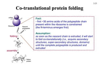 Co-translational protein folding
folding
assembly
Fact:
- first ~30 amino acids of the polypeptide chain
present within the ribosome is constrained
(the N-terminus emerges first)
Assumption:
as soon as the nascent chain is extruded, it will start
to fold co-translationally (i.e., acquire secondary
structures, super-secondary structures, domains)
until the complete polypeptide is produced and
extruded
2-23
 