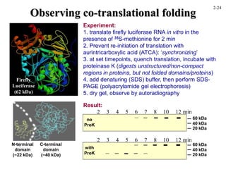 Observing co-translational folding
N-terminal
domain
(~22 kDa)
C-terminal
domain
(~40 kDa)
Experiment:
1. translate firefly luciferase RNA in vitro in the
presence of 35S-methionine for 2 min
2. Prevent re-initiation of translation with
aurintricarboxylic acid (ATCA): ‘synchronizing’
3. at set timepoints, quench translation, incubate with
proteinase K (digests unstructured/non-compact
regions in proteins, but not folded domains/proteins)
4. add denaturing (SDS) buffer, then perform SDS-
PAGE (polyacrylamide gel electrophoresis)
5. dry gel, observe by autoradiography
Firefly
Luciferase
(62 kDa)
3
Result:
4 5 6 7 8 10 12
no
ProK
with
ProK
min
60 kDa
40 kDa
20 kDa
60 kDa
40 kDa
20 kDa
2
3 4 5 6 7 8 10 12 min
2
2-24
 