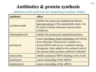 Antibiotics & protein synthesis
antibiotic effect
cyclohexamide
inhibits the eukaryotic peptidyltransferase;
prevents release of the polypeptide chain. Can
be used to isolate ribosome-nascent chain
complexes
chloramphenicol inhibits the prokaryotic peptidyltransferase
puromycin
causes premature chain termination and release
from ribosome. Puromycin is similar to a
tyrosyl-tRNA and acts as a substrate during
elongation. Once added to the carboxyl end of
the nascent chain, protein synthesis is aborted
tetracycline inhibits aminoacyl tRNA binding to the A-site
kanamycin causes misreading of the mRNA
streptomycin causes misreading of the mRNA
antibiotics can be useful tools for manipulating translation, folding
2-25
 