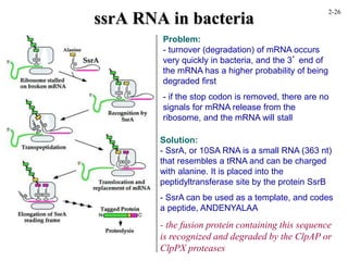 ssrA RNA in bacteria
Solution:
- SsrA, or 10SA RNA is a small RNA (363 nt)
that resembles a tRNA and can be charged
with alanine. It is placed into the
peptidyltransferase site by the protein SsrB
- SsrA can be used as a template, and codes
a peptide, ANDENYALAA
- the fusion protein containing this sequence
is recognized and degraded by the ClpAP or
ClpPX proteases
Problem:
- turnover (degradation) of mRNA occurs
very quickly in bacteria, and the 3’ end of
the mRNA has a higher probability of being
degraded first
- if the stop codon is removed, there are no
signals for mRNA release from the
ribosome, and the mRNA will stall
2-26
 