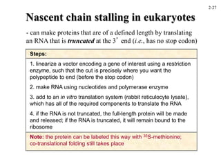 Nascent chain stalling in eukaryotes
- can make proteins that are of a defined length by translating
an RNA that is truncated at the 3’ end (i.e., has no stop codon)
Steps:
1. linearize a vector encoding a gene of interest using a restriction
enzyme, such that the cut is precisely where you want the
polypeptide to end (before the stop codon)
2. make RNA using nucleotides and polymerase enzyme
3. add to an in vitro translation system (rabbit reticulocyte lysate),
which has all of the required components to translate the RNA
4. if the RNA is not truncated, the full-length protein will be made
and released; if the RNA is truncated, it will remain bound to the
ribosome
Note: the protein can be labeled this way with 35S-methionine;
co-translational folding still takes place
2-27
 