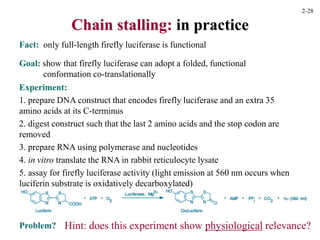 Chain stalling: in practice
Goal: show that firefly luciferase can adopt a folded, functional
conformation co-translationally
Experiment:
1. prepare DNA construct that encodes firefly luciferase and an extra 35
amino acids at its C-terminus
2. digest construct such that the last 2 amino acids and the stop codon are
removed
3. prepare RNA using polymerase and nucleotides
4. in vitro translate the RNA in rabbit reticulocyte lysate
5. assay for firefly luciferase activity (light emission at 560 nm occurs when
luciferin substrate is oxidatively decarboxylated)
Fact: only full-length firefly luciferase is functional
Problem? Hint: does this experiment show physiological relevance?
2-28
 