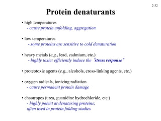 Protein denaturants
• high temperatures
- cause protein unfolding, aggregation
• low temperatures
- some proteins are sensitive to cold denaturation
• heavy metals (e.g., lead, cadmium, etc.)
- highly toxic; efficiently induce the ‘stress response’
• proteotoxic agents (e.g., alcohols, cross-linking agents, etc.)
• oxygen radicals, ionizing radiation
- cause permanent protein damage
• chaotropes (urea, guanidine hydrochloride, etc.)
- highly potent at denaturing proteins;
often used in protein folding studies
2-32
 