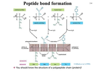 ©Alberts et al. (1998)
 You should know the structure of a polypeptide chain (protein)!
Peptide bond formation 2-4
 