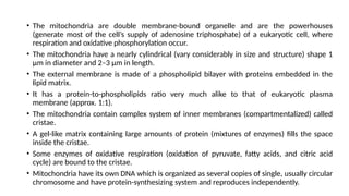 • The mitochondria are double membrane-bound organelle and are the powerhouses
(generate most of the cell’s supply of adenosine triphosphate) of a eukaryotic cell, where
respiration and oxidative phosphorylation occur.
• The mitochondria have a nearly cylindrical (vary considerably in size and structure) shape 1
μm in diameter and 2–3 μm in length.
• The external membrane is made of a phospholipid bilayer with proteins embedded in the
lipid matrix.
• It has a protein-to-phospholipids ratio very much alike to that of eukaryotic plasma
membrane (approx. 1:1).
• The mitochondria contain complex system of inner membranes (compartmentalized) called
cristae.
• A gel-like matrix containing large amounts of protein (mixtures of enzymes) fills the space
inside the cristae.
• Some enzymes of oxidative respiration (oxidation of pyruvate, fatty acids, and citric acid
cycle) are bound to the cristae.
• Mitochondria have its own DNA which is organized as several copies of single, usually circular
chromosome and have protein-synthesizing system and reproduces independently.
 
