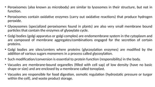• Peroxisomes (also known as microbody) are similar to lysosomes in their structure, but not in
function.
• Peroxisomes contain oxidative enzymes (carry out oxidative reactions) that produce hydrogen
peroxide.
• Glyoxysomes (specialized peroxisomes found in plants) are also very small membrane bound
particles that contain the enzymes of glyoxylate cycle.
• Golgi bodies (golgi apparatus or golgi complex) are endomembrane system in the cytoplasm and
are composed of membrane aggregates/combinations engaged for the secretion of certain
proteins.
• Golgi bodies are sites/centers where proteins (glycosylation enzymes) are modified by the
addition of various sugars monomers in a process called glycosylation.
• Such modification/conversion is essential to protein function (responsibility) in the body.
• Vacuoles are membrane-bound organelles (filled with cell sap) of low density (have no basic
shape or size) and are enclosed by a membrane called tonoplast.
• Vacuoles are responsible for food digestion, osmotic regulation (hydrostatic pressure or turgor
within the cell), and waste product storage.
 
