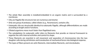• The whole fiber assembly is installed/embedded in an organic matrix and is surrounded by a
membrane.
• Cilia are flagella-like structures but are numerous and shorter.
• Only one group of protozoa, called ciliates (e.g., Paramecium), contains cilia.
• Eukaryotic cilia are structurally identical to eukaryotic flagella, although differentiations are made
according to length and/or functions.
• Ciliated organisms move much faster than flagellated ones.
• The cytoskeleton (in eukaryotic cells) refers to filaments that provide an internal framework to
organize the cell’s internal activities and control its shape.
• These filaments are essential in cell movement and separation of chromosomes into the two
daughter cells during cell division and transduction of mechanical forces into biological response.
• The types of fibers present are actin filaments, intermediate filaments, and microtubules.
 