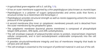 • A typical/ideal gram-negative cell is E. coli (Fig. 1.1).
• It has an outer membrane supported by a thin peptidoglycan (also known as murein) layer.
• Peptidoglycan is a polymer of sugars (polysaccharide) and amino acids that forms a
structure similar to a mesh/chain-link fence/layer. 2
• Peptidoglycan provides structural strength as well as resists (opposing action) the osmotic
pressure of the cytoplasm.
• A second membrane (the inner or cytoplasmic membrane) prevails and is detached from
the outer membrane by the periplasmic space.
• The cytoplasmic membrane (bacterial plasma membrane) is composed of phospholipid
bilayer (50% protein, 30% lipids, and 20% carbohydrates).
• The cell envelope (capsule of polysaccharide) serves to protect, reserve/retain important
cellular compounds, and in turn exclude/prevent undesirable compounds into the cell
environment.
• It provides structural/membrane integrity and loss of membrane integrity that leads to
cell lysis and cell death.
• The cell envelope is essential to the transport of preferred material in and out of the cell.
 