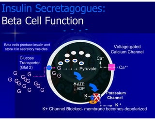 Beta cells produce insulin and
store it in secretory vesicles
ATP
ADP
Pyruvate
Voltage-gated
Calcium Channel
Ca++
Ca+
+
G
G G
G
G
G
Glucose
Transporter
(Glut 2) G
G
G
G
G
G
G
G
G
G
G
Potassium
Channel
K
+
Insulin Secretagogues:
Beta Cell Function
N
X
K+ Channel Blocked- membrane becomes depolarized
S
R
K +
 