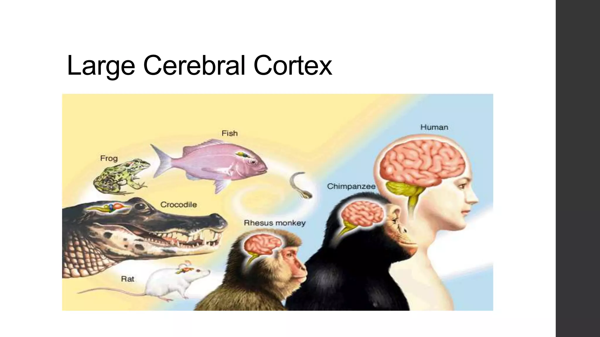 Large Cerebral Cortex

 