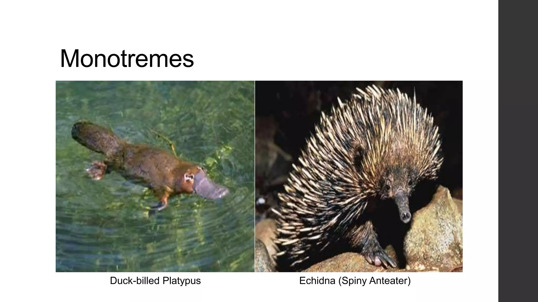 Monotremes

Duck-billed Platypus

Echidna (Spiny Anteater)

 