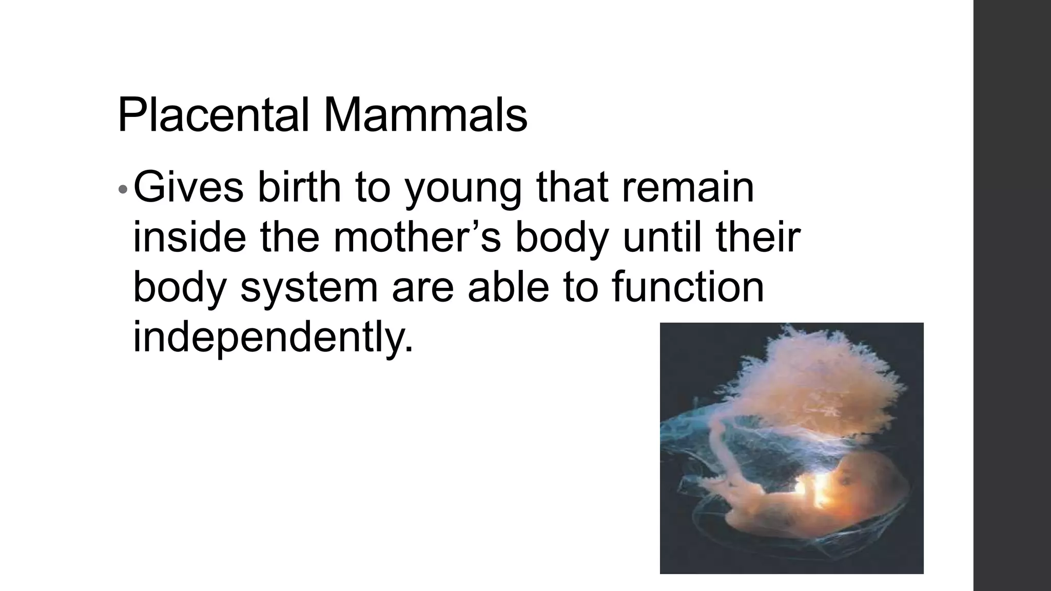 Placental Mammals
• Gives

birth to young that remain
inside the mother’s body until their
body system are able to function
independently.

 