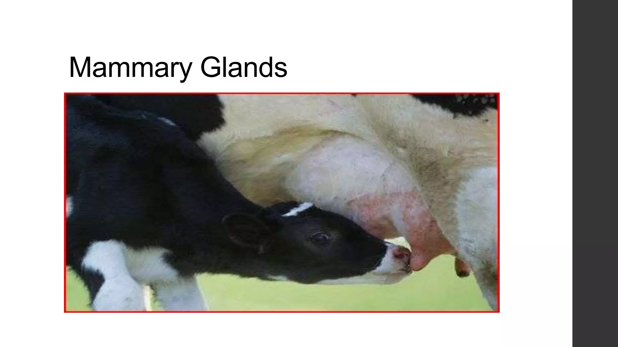 Mammary Glands

 