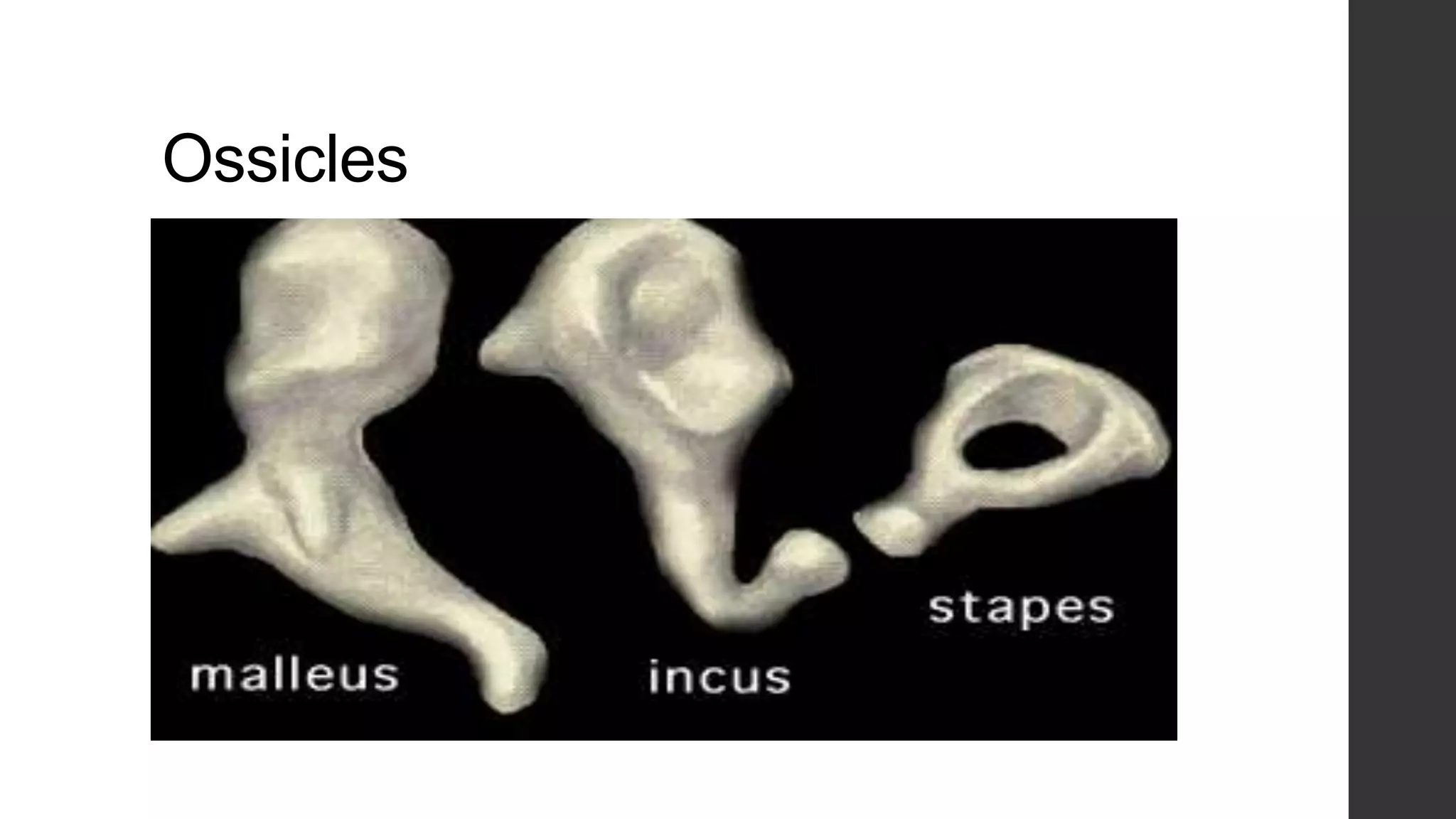 Ossicles

 