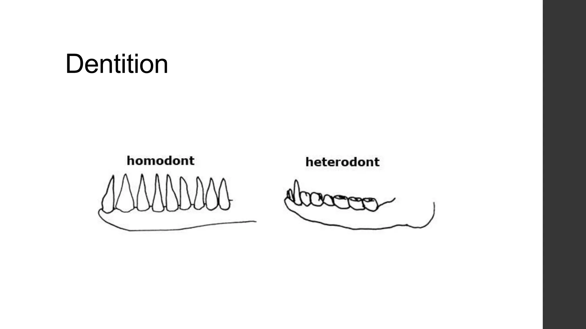 Dentition

 